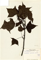 藏品(楓香)的圖片